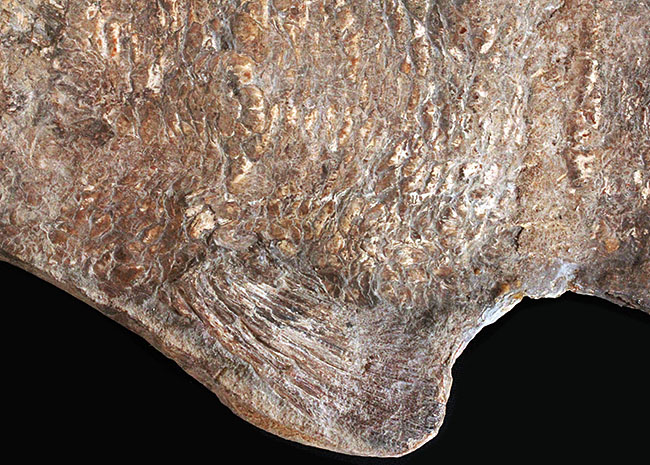 希少中の希少！ブラジル・サンタナ層産の古代魚パラエロプス（Paraelops）の全身化石（その12）