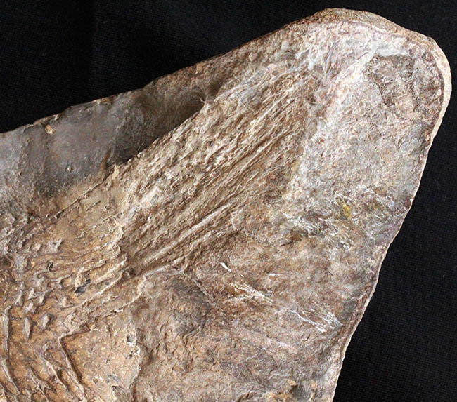 希少中の希少！ブラジル・サンタナ層産の古代魚パラエロプス（Paraelops）の全身化石（その13）