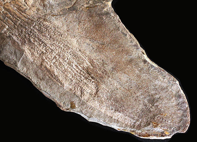 希少中の希少！ブラジル・サンタナ層産の古代魚パラエロプス（Paraelops）の全身化石（その14）