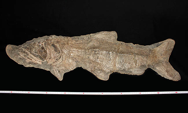 希少中の希少！ブラジル・サンタナ層産の古代魚パラエロプス（Paraelops）の全身化石（その15）