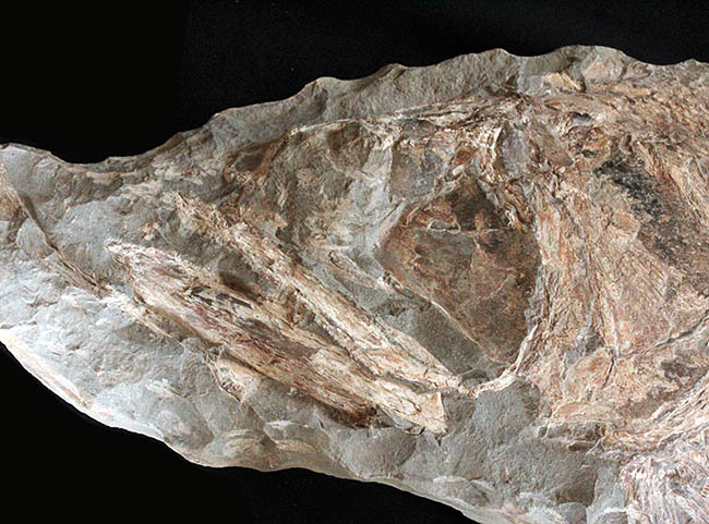 希少中の希少！ブラジル・サンタナ層産の古代魚パラエロプス（Paraelops）の全身化石（その16）