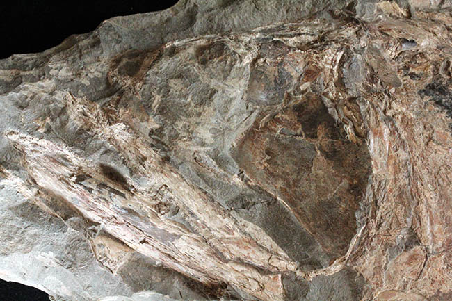 希少中の希少！ブラジル・サンタナ層産の古代魚パラエロプス（Paraelops）の全身化石（その17）