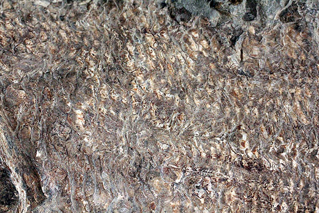 希少中の希少！ブラジル・サンタナ層産の古代魚パラエロプス（Paraelops）の全身化石（その18）