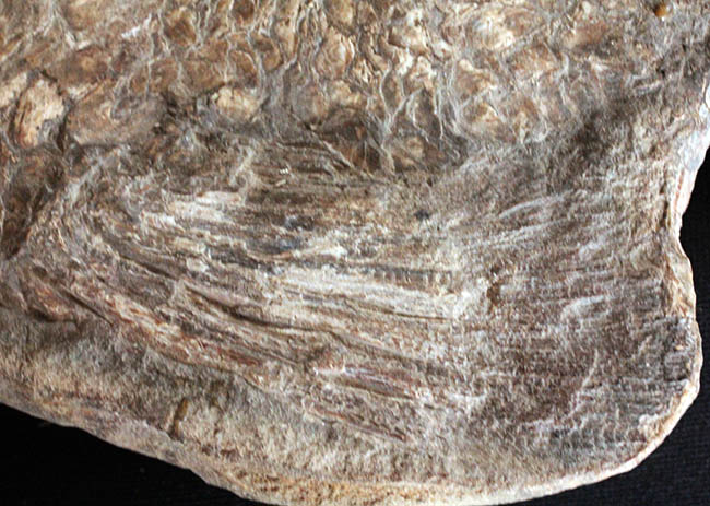 希少中の希少！ブラジル・サンタナ層産の古代魚パラエロプス（Paraelops）の全身化石（その19）