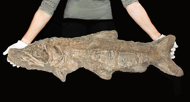 希少中の希少！ブラジル・サンタナ層産の古代魚パラエロプス（Paraelops）の全身化石（その2）