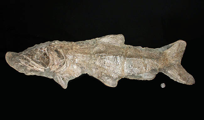 希少中の希少！ブラジル・サンタナ層産の古代魚パラエロプス（Paraelops）の全身化石（その20）