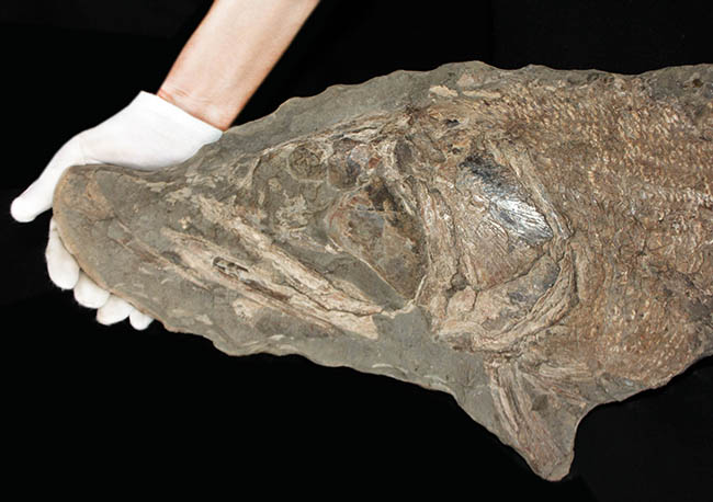 希少中の希少！ブラジル・サンタナ層産の古代魚パラエロプス（Paraelops）の全身化石（その3）