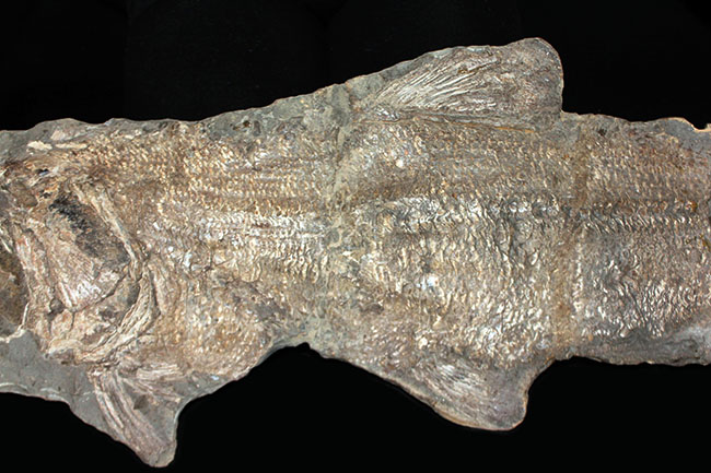 希少中の希少！ブラジル・サンタナ層産の古代魚パラエロプス（Paraelops）の全身化石（その4）
