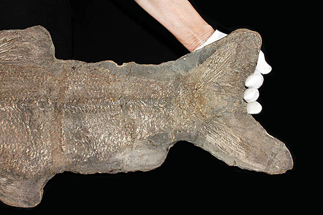 希少中の希少！ブラジル・サンタナ層産の古代魚パラエロプス（Paraelops）の全身化石（その5）