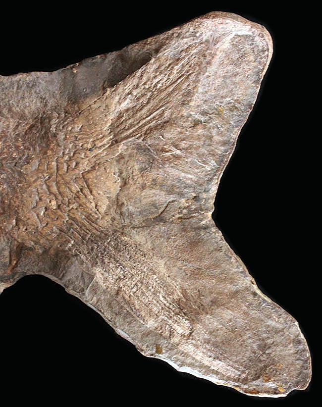 希少中の希少！ブラジル・サンタナ層産の古代魚パラエロプス（Paraelops）の全身化石（その6）