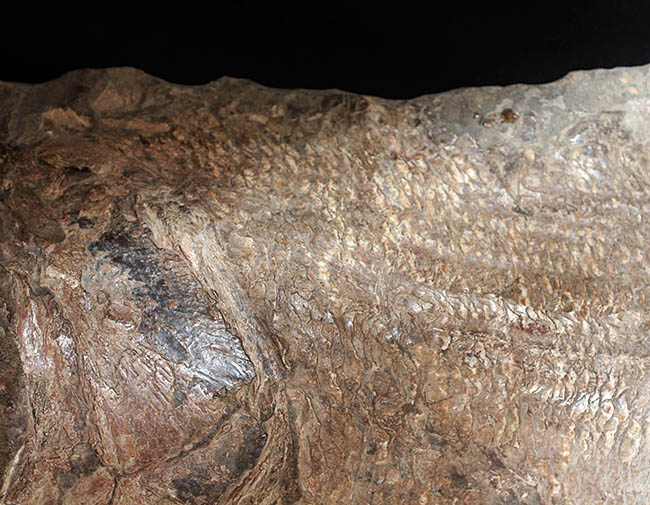 希少中の希少！ブラジル・サンタナ層産の古代魚パラエロプス（Paraelops）の全身化石（その8）