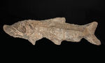 希少中の希少！ブラジル・サンタナ層産の古代魚パラエロプス（Paraelops）の全身化石