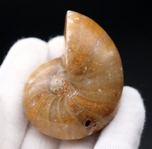 古生代から現世まで続く、非常に古い頭足類の一つ、オウムガイ(Nautilus)の化石(その1)
