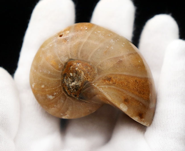 古生代から現世まで続く、非常に古い頭足類の一つ、オウムガイ(Nautilus)の化石(その3)