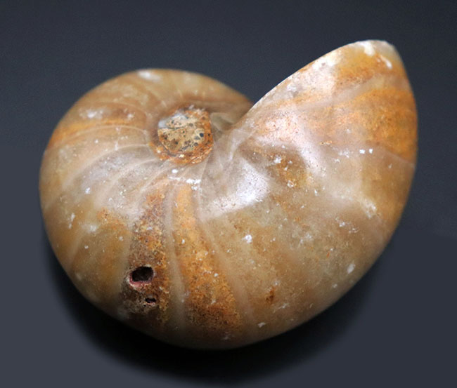 古生代から現世まで続く、非常に古い頭足類の一つ、オウムガイ(Nautilus)の化石(その5)