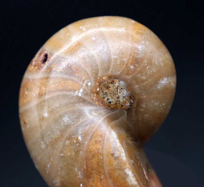 古生代から現世まで続く、非常に古い頭足類の一つ、オウムガイ(Nautilus)の化石(その6)