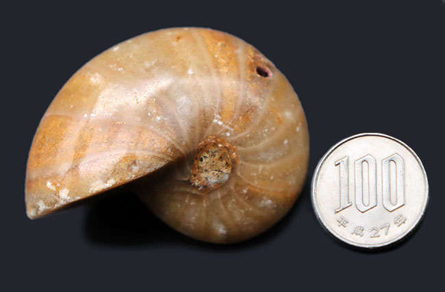 古生代から現世まで続く、非常に古い頭足類の一つ、オウムガイ(Nautilus)の化石(その7)