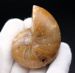古生代から現世まで続く、非常に古い頭足類の一つ、オウムガイ（Nautilus）の化石