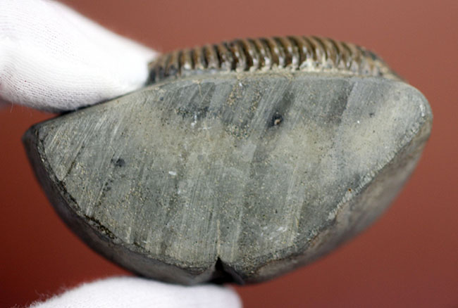 アンモナイトコレクター必見!異常巻きアンモナイト、トキソセラトイデス・テイロニ(Toxoceratoides taylori)。希少なオールドコレクション。(その10)
