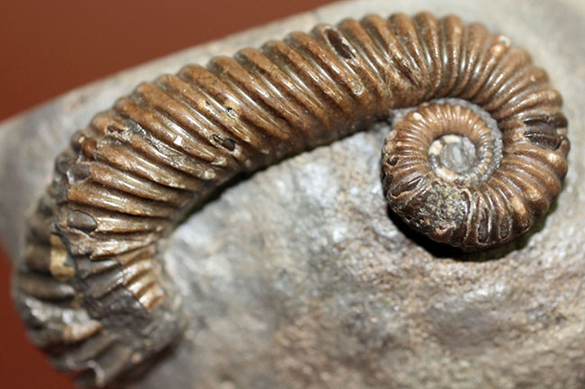 アンモナイトコレクター必見!異常巻きアンモナイト、トキソセラトイデス・テイロニ(Toxoceratoides taylori)。希少なオールドコレクション。(その11)