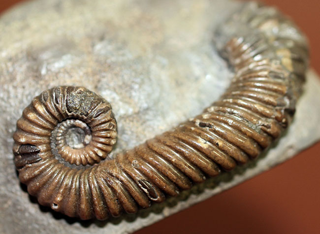 アンモナイトコレクター必見!異常巻きアンモナイト、トキソセラトイデス・テイロニ(Toxoceratoides taylori)。希少なオールドコレクション。(その12)