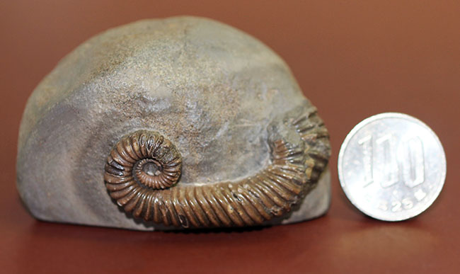アンモナイトコレクター必見!異常巻きアンモナイト、トキソセラトイデス・テイロニ(Toxoceratoides taylori)。希少なオールドコレクション。(その13)