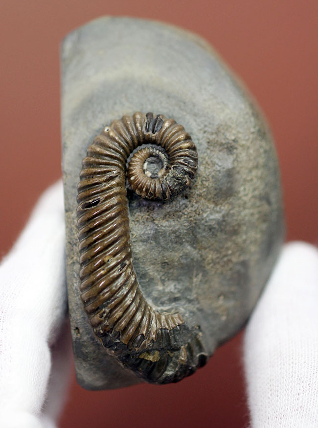 アンモナイトコレクター必見!異常巻きアンモナイト、トキソセラトイデス・テイロニ(Toxoceratoides taylori)。希少なオールドコレクション。(その2)