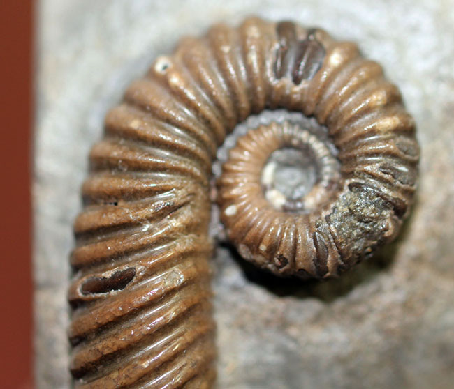 アンモナイトコレクター必見!異常巻きアンモナイト、トキソセラトイデス・テイロニ(Toxoceratoides taylori)。希少なオールドコレクション。(その3)