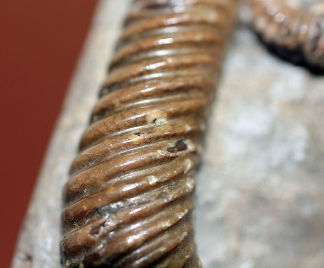 アンモナイトコレクター必見!異常巻きアンモナイト、トキソセラトイデス・テイロニ(Toxoceratoides taylori)。希少なオールドコレクション。(その4)