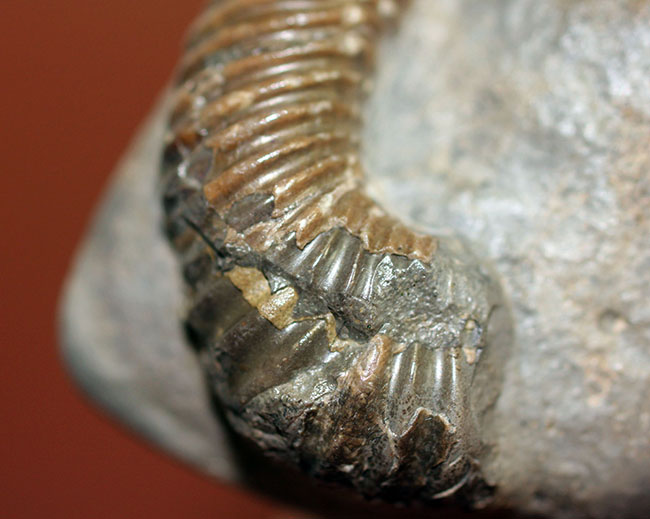 アンモナイトコレクター必見!異常巻きアンモナイト、トキソセラトイデス・テイロニ(Toxoceratoides taylori)。希少なオールドコレクション。(その5)