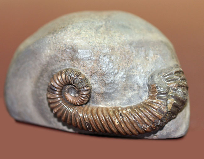 アンモナイトコレクター必見!異常巻きアンモナイト、トキソセラトイデス・テイロニ(Toxoceratoides taylori)。希少なオールドコレクション。(その6)