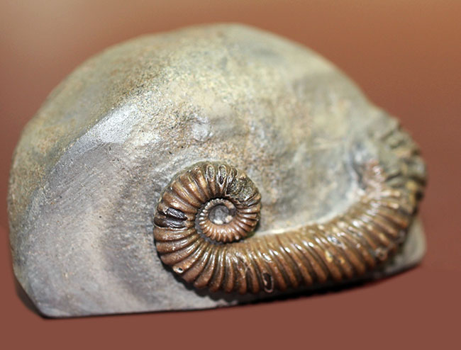 アンモナイトコレクター必見!異常巻きアンモナイト、トキソセラトイデス・テイロニ(Toxoceratoides taylori)。希少なオールドコレクション。(その7)