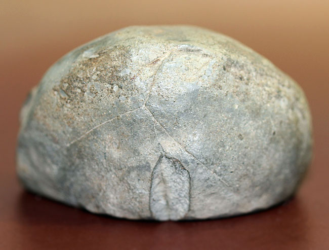 【激レア】アンモナイト化石　異常巻き 北海道でしか産出しない異常巻きアンモナイト、ムラモトセラス