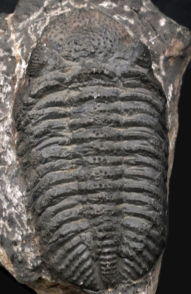 立派、上質！古生代デボン紀の巨大三葉虫、ドロトプス・メガロマニクス（Drotops megalomanicus）の堂々たる個体（その1）