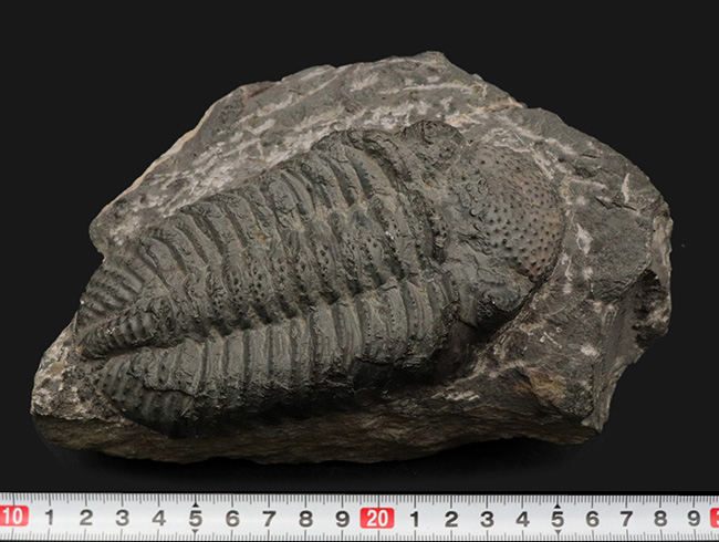 立派、上質！古生代デボン紀の巨大三葉虫、ドロトプス・メガロマニクス（Drotops megalomanicus）の堂々たる個体（その11）