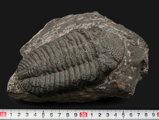 立派、上質!古生代デボン紀の巨大三葉虫、ドロトプス・メガロマニクス(Drotops megalomanicus)の堂々たる個体(その11)