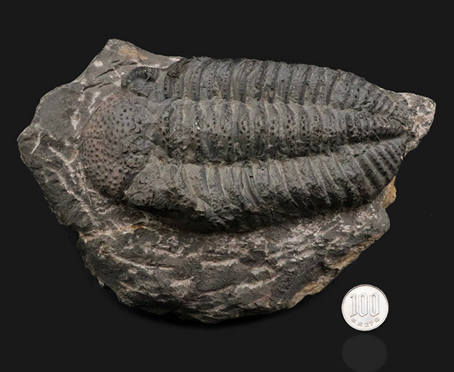 立派、上質！古生代デボン紀の巨大三葉虫、ドロトプス・メガロマニクス（Drotops megalomanicus）の堂々たる個体（その12）