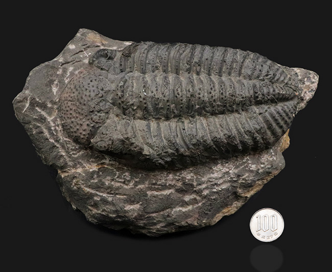 立派、上質!古生代デボン紀の巨大三葉虫、ドロトプス・メガロマニクス(Drotops megalomanicus)の堂々たる個体(その12)