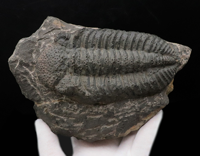 立派、上質！古生代デボン紀の巨大三葉虫、ドロトプス・メガロマニクス（Drotops megalomanicus）の堂々たる個体（その2）