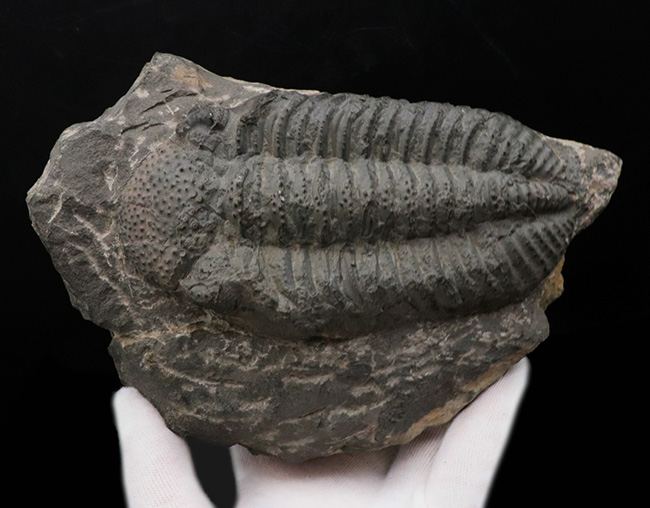 立派、上質!古生代デボン紀の巨大三葉虫、ドロトプス・メガロマニクス(Drotops megalomanicus)の堂々たる個体(その2)