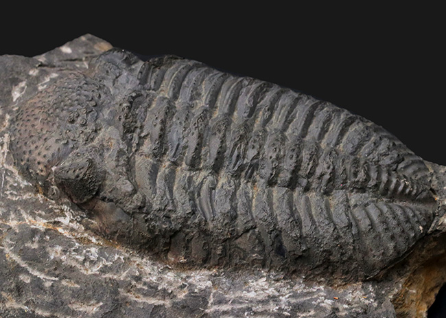 立派、上質!古生代デボン紀の巨大三葉虫、ドロトプス・メガロマニクス(Drotops megalomanicus)の堂々たる個体(その3)