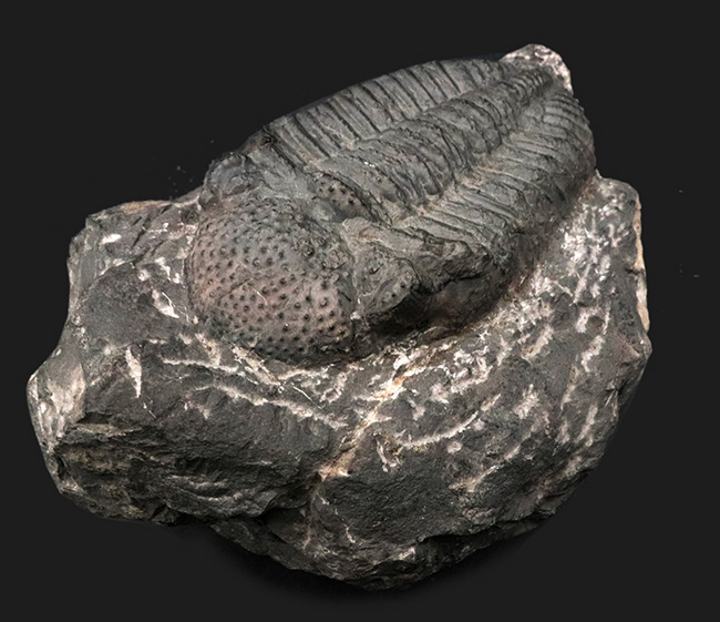立派、上質！古生代デボン紀の巨大三葉虫、ドロトプス・メガロマニクス（Drotops megalomanicus）の堂々たる個体（その4）