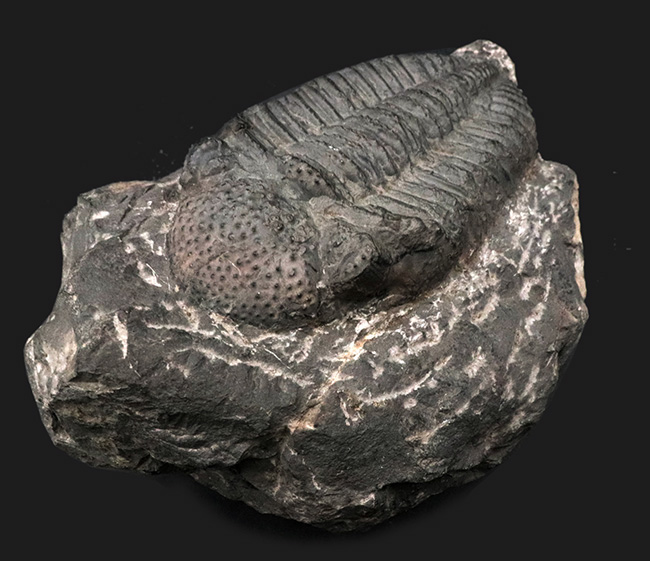 立派、上質!古生代デボン紀の巨大三葉虫、ドロトプス・メガロマニクス(Drotops megalomanicus)の堂々たる個体(その4)
