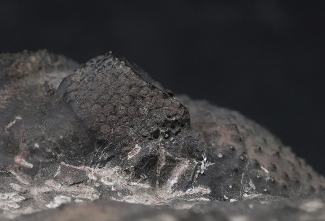 立派、上質!古生代デボン紀の巨大三葉虫、ドロトプス・メガロマニクス(Drotops megalomanicus)の堂々たる個体(その5)