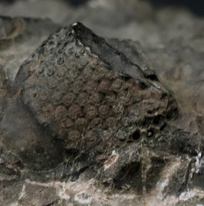 立派、上質!古生代デボン紀の巨大三葉虫、ドロトプス・メガロマニクス(Drotops megalomanicus)の堂々たる個体(その6)