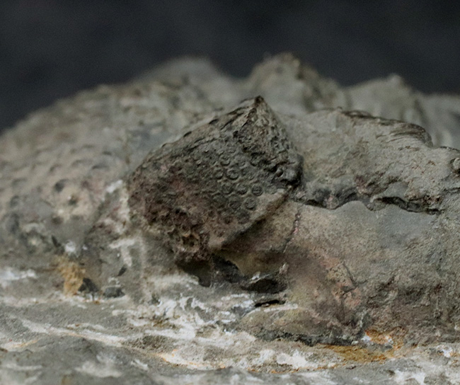 立派、上質!古生代デボン紀の巨大三葉虫、ドロトプス・メガロマニクス(Drotops megalomanicus)の堂々たる個体(その7)