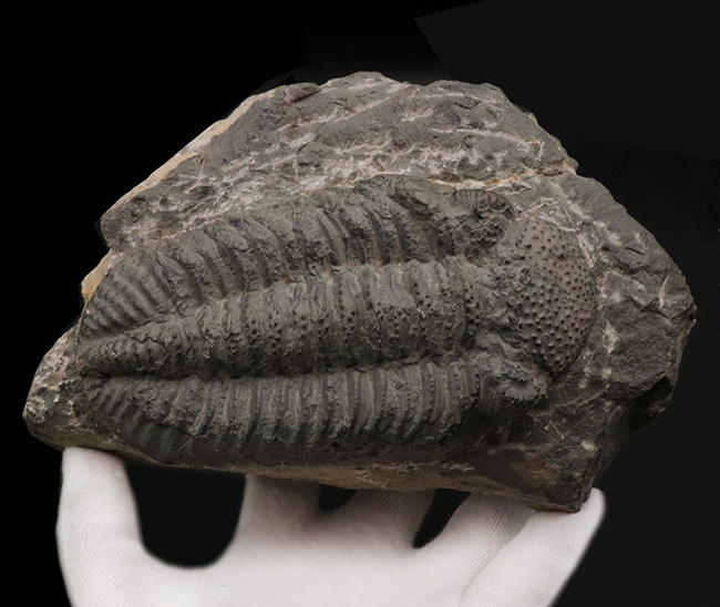 立派、上質!古生代デボン紀の巨大三葉虫、ドロトプス・メガロマニクス(Drotops megalomanicus)の堂々たる個体(その8)