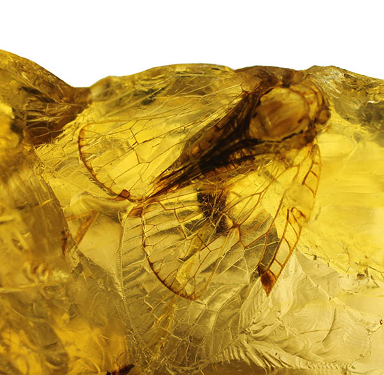 マダガスカル産虫入りコーパル。端に凄いヤツが居た！ 化石 販売