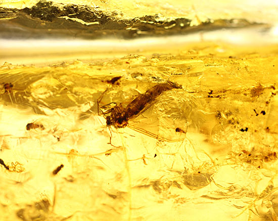 マダガスカル産虫入りコーパル。端に凄いヤツが居た！ 化石 販売