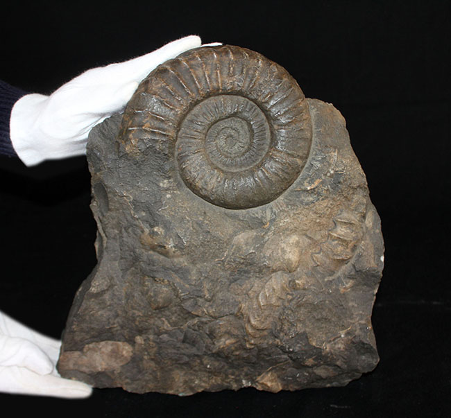 威風堂々たる、重厚感あふれるドイツ産ジュラ紀のアンモナイト(Ammonite)の化石(その1)